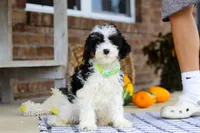 Benji, a male Cavapoo for sale in Millersburg, OH – Photo 2 of 7