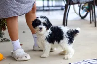 Benji, a male Cavapoo for sale in Millersburg, OH – Photo 4 of 7