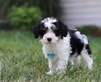 Tucker, a male Cavapoo for sale in Millersburg, OH – Photo 5 of 5