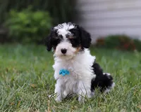 Tucker, a male Cavapoo for sale in Millersburg, OH – Photo 2 of 5