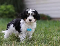 Tucker, a male Cavapoo for sale in Millersburg, OH – Photo 3 of 5