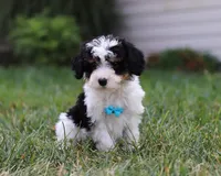 Tucker, a male Cavapoo for sale in Millersburg, OH – Photo 4 of 5