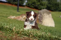 Rudolph, a male Miniature Australian Shepherd for sale in Millersburg, OH – Photo 3 of 10