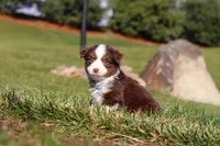 Rudolph, a male Miniature Australian Shepherd for sale in Millersburg, OH – Photo 9 of 10