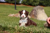 Rudolph, a male Miniature Australian Shepherd for sale in Millersburg, OH – Photo 7 of 10