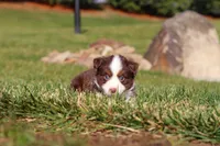 Rudolph, a male Miniature Australian Shepherd for sale in Millersburg, OH – Photo 4 of 10