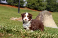 Rudolph, a male Miniature Australian Shepherd for sale in Millersburg, OH – Photo 6 of 10