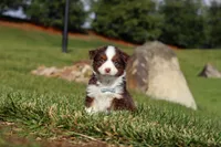 Rudolph, a male Miniature Australian Shepherd for sale in Millersburg, OH – Photo 8 of 10