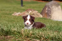 Rudolph, a male Miniature Australian Shepherd for sale in Millersburg, OH – Photo 5 of 10
