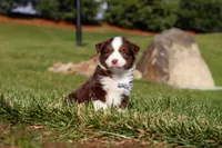 Rudolph, a male Miniature Australian Shepherd for sale in Millersburg, OH – Photo 1 of 10