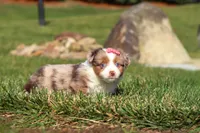 Noelle, a female Miniature Australian Shepherd for sale in Millersburg, OH – Photo 1 of 9