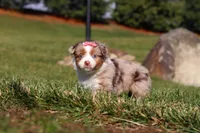 Noelle, a female Miniature Australian Shepherd for sale in Millersburg, OH – Photo 7 of 9