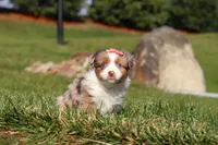 Noelle, a female Miniature Australian Shepherd for sale in Millersburg, OH – Photo 5 of 9