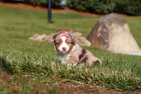 Noelle, a female Miniature Australian Shepherd for sale in Millersburg, OH – Photo 2 of 9
