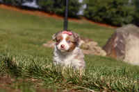 Noelle, a female Miniature Australian Shepherd for sale in Millersburg, OH – Photo 4 of 9