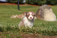 Noelle, a female Miniature Australian Shepherd for sale in Millersburg, OH – Photo 3 of 9