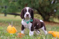 Bennett, a male English Springer Spaniel for sale in Millersburg, OH – Photo 4 of 5