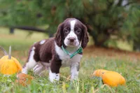 Bennett, a male English Springer Spaniel for sale in Millersburg, OH – Photo 5 of 5