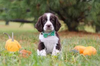 Bennett, a male English Springer Spaniel for sale in Millersburg, OH – Photo 1 of 5
