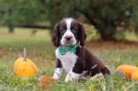 Bennett, a male English Springer Spaniel for sale in Millersburg, OH – Photo 2 of 5