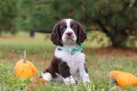Bennett, a male English Springer Spaniel for sale in Millersburg, OH – Photo 3 of 5