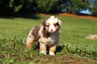 Belle, a female Miniature Australian Shepherd for sale in Millersburg, OH – Photo 4 of 7