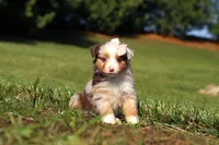 Belle, a female Miniature Australian Shepherd for sale in Millersburg, OH – Photo 5 of 7
