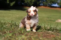 Belle, a female Miniature Australian Shepherd for sale in Millersburg, OH – Photo 2 of 7