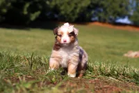 Belle, a female Miniature Australian Shepherd for sale in Millersburg, OH – Photo 1 of 7
