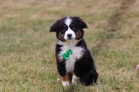 Scout, a male Miniature Australian Shepherd for sale in Millersburg, OH – Photo 3 of 9