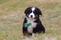 Scout, a male Miniature Australian Shepherd for sale in Millersburg, OH – Photo 4 of 9