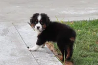 Scout, a male Miniature Australian Shepherd for sale in Millersburg, OH – Photo 7 of 9
