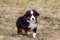 Scout, a male Miniature Australian Shepherd for sale in Millersburg, OH – Photo 5 of 9