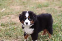 Scout, a male Miniature Australian Shepherd for sale in Millersburg, OH – Photo 9 of 9