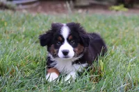 Scout, a male Miniature Australian Shepherd for sale in Millersburg, OH – Photo 6 of 9