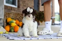 Gracie, a female Cavapoo for sale in Millersburg, OH – Photo 3 of 5