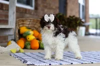 Gracie, a female Cavapoo for sale in Millersburg, OH – Photo 1 of 5