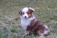 Snowy, a female Miniature Australian Shepherd for sale in Millersburg, OH – Photo 4 of 10