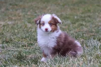 Snowy, a female Miniature Australian Shepherd for sale in Millersburg, OH – Photo 5 of 10