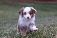 Snowy, a female Miniature Australian Shepherd for sale in Millersburg, OH – Photo 8 of 10