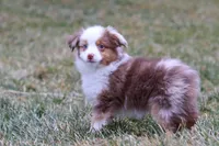 Snowy, a female Miniature Australian Shepherd for sale in Millersburg, OH – Photo 7 of 10