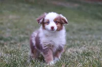 Snowy, a female Miniature Australian Shepherd for sale in Millersburg, OH – Photo 6 of 10
