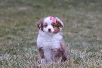 Snowy, a female Miniature Australian Shepherd for sale in Millersburg, OH – Photo 1 of 10