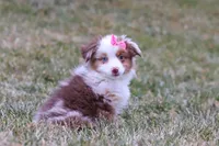 Snowy, a female Miniature Australian Shepherd for sale in Millersburg, OH – Photo 2 of 10
