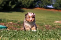 Winter, a female Miniature Australian Shepherd for sale in Millersburg, OH – Photo 1 of 7