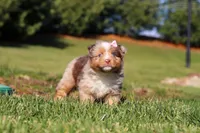 Winter, a female Miniature Australian Shepherd for sale in Millersburg, OH – Photo 3 of 7