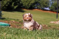 Winter, a female Miniature Australian Shepherd for sale in Millersburg, OH – Photo 5 of 7