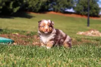 Winter, a female Miniature Australian Shepherd for sale in Millersburg, OH – Photo 4 of 7