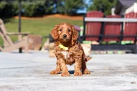 Dancer, a male Miniature Goldendoodle for sale in Millersburg, OH – Photo 2 of 6