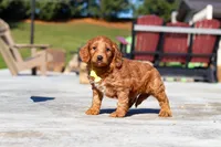 Dancer, a male Miniature Goldendoodle for sale in Millersburg, OH – Photo 6 of 6